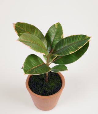 Rubber tree viherkasvi vihreä