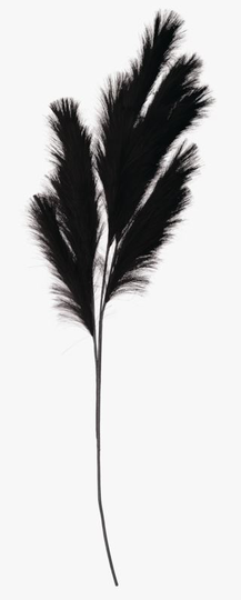 Pampas grass kukka musta