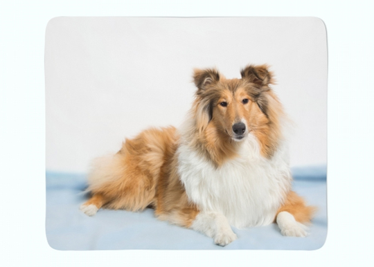 Torkkupeitto Beautiful Collie 130x150 cm