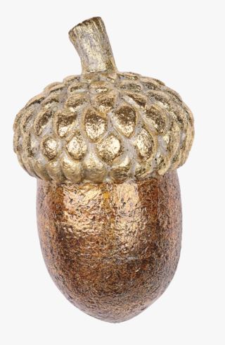 Large acorn koriste kulta