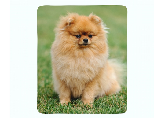Torkkupeitto Pomeranian Dog 150x200 cm