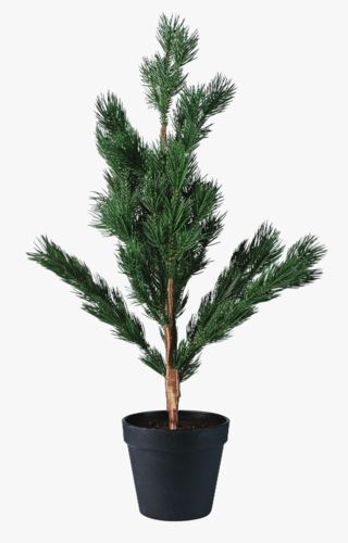 Pine joulukuusi vihreä