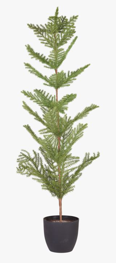 Foresta joulukuusi vihreä