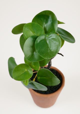 Pilea viherkasvi vihreä