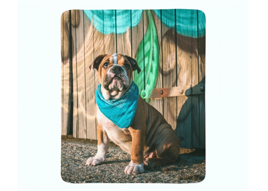Torkkupeitto Stylish English Bulldog Puppy 150x200 cm
