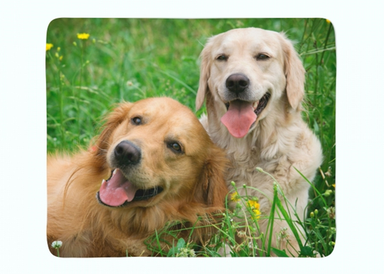 Torkkupeitto Labradors Retrievers in the Meadow 130x150 cm