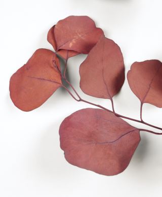 Malus leaves oksa viininpunainen
